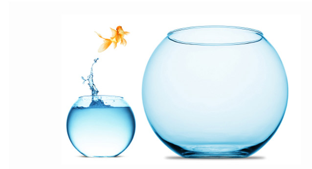 expanding-business.goldfish